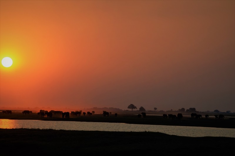Plains of the Chobe River.