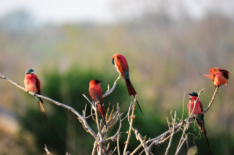 Merops nubicoides