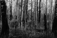 IMG_3100