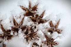 IMG_6327-topaz