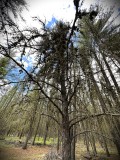 IMG_8224-topaz