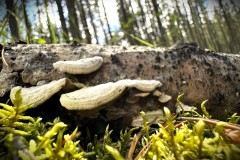 IMG_8262-topaz