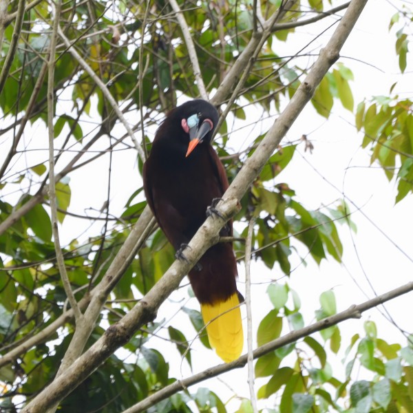 Psarocolius montezuma