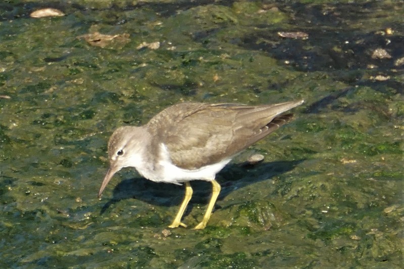 Actitis macularius