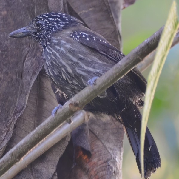 Thamnophilus bridgesi (female)