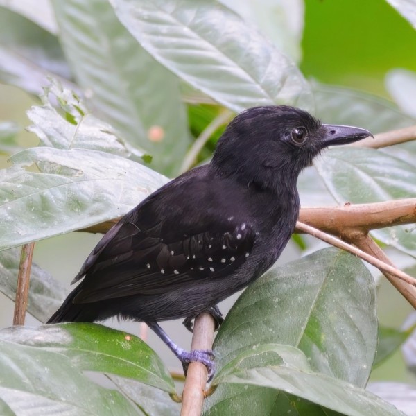 Thamnophilus bridgesi (male)