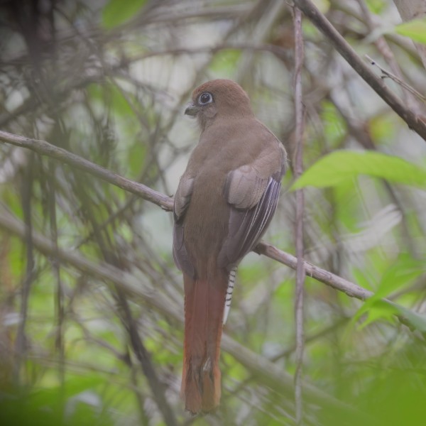 Trogon rufus (female)