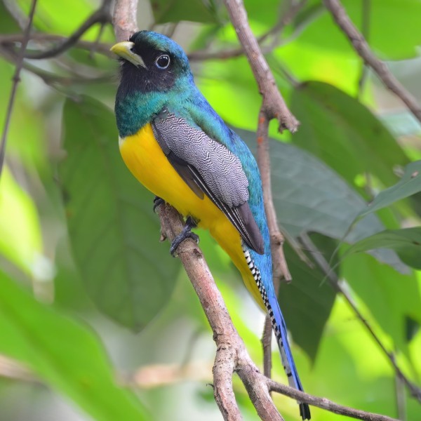 Trogon rufus (male)