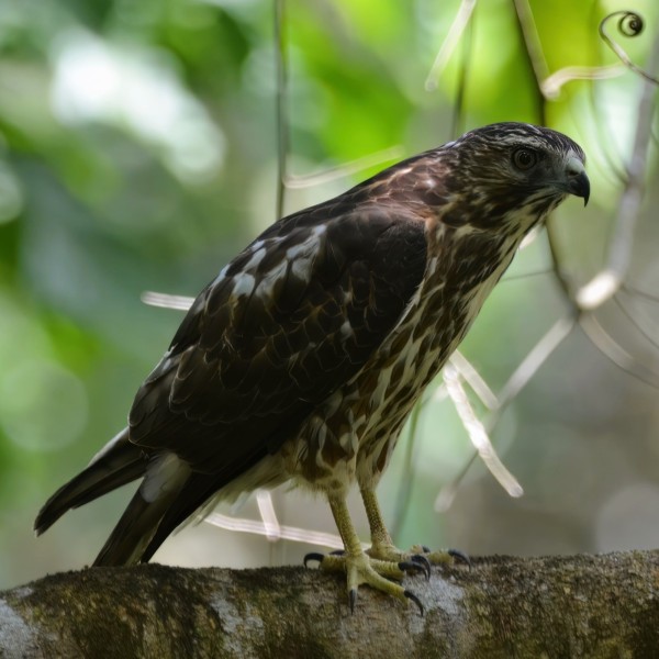 Buteo platypterus