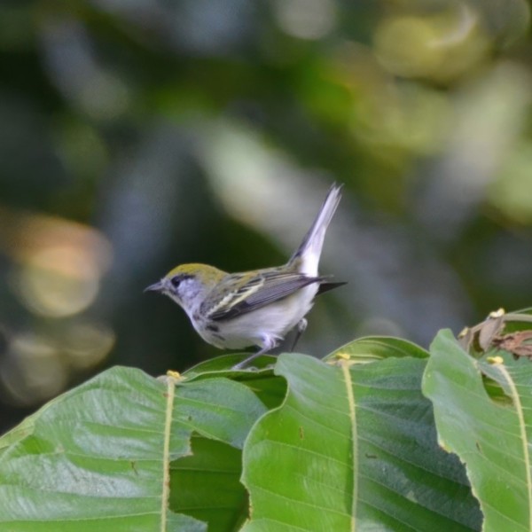 Setophaga pensylvanica (female)
