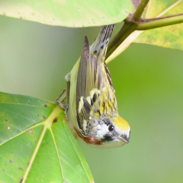 Setophaga pensylvanica