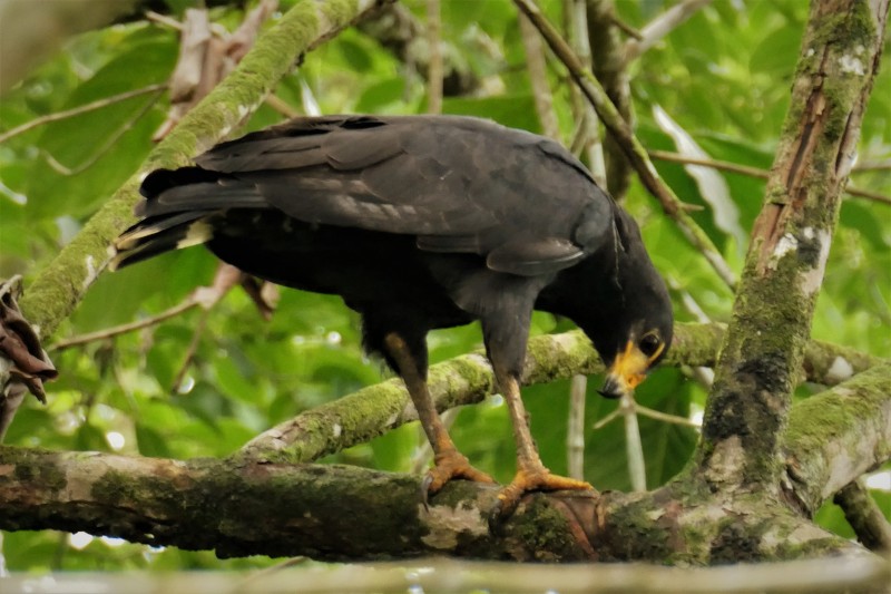 Buteogallus anthracinus