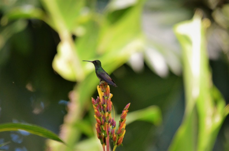 Amazilia tzacatl (male)