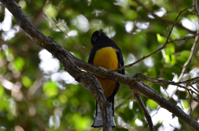 Trogon melanocephalus