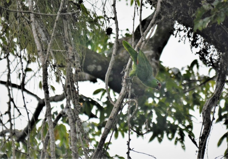 Amazona autmnalis