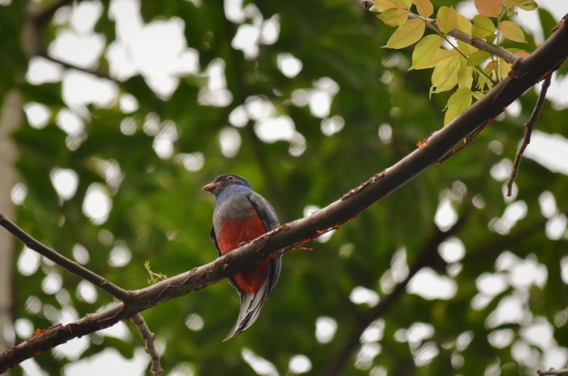 Trogon massena