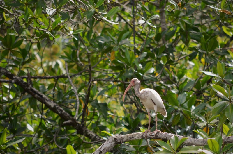 Eudocimus albus