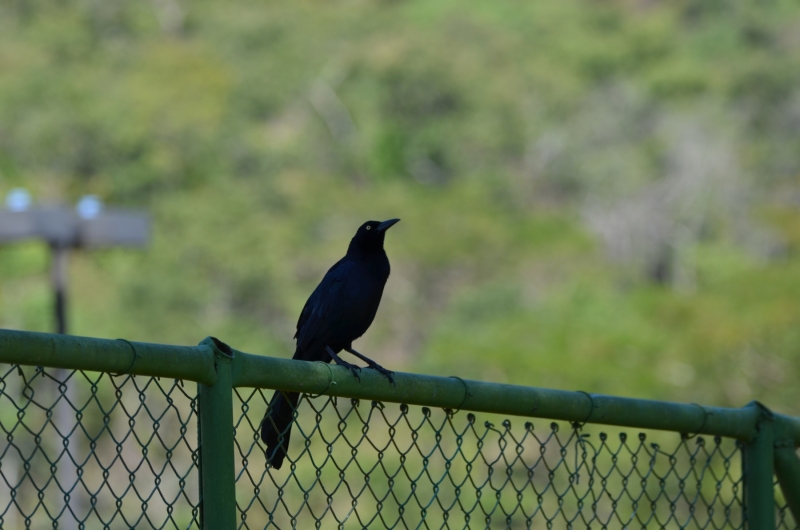 Quiscalus mexicanus)