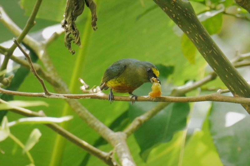 Euphonia-eating