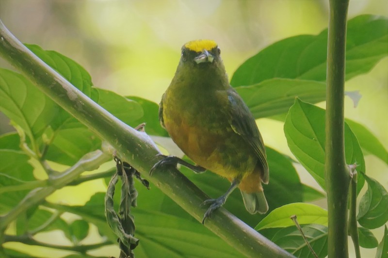 Euphonia gouldi