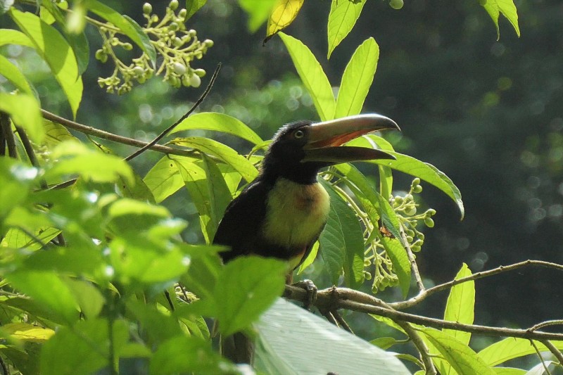 Pteroglossus torquatus