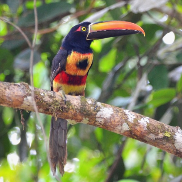 Pteroglossus frantzii