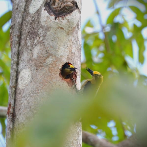 Melanerpes chrysauchen (breeding-pair)