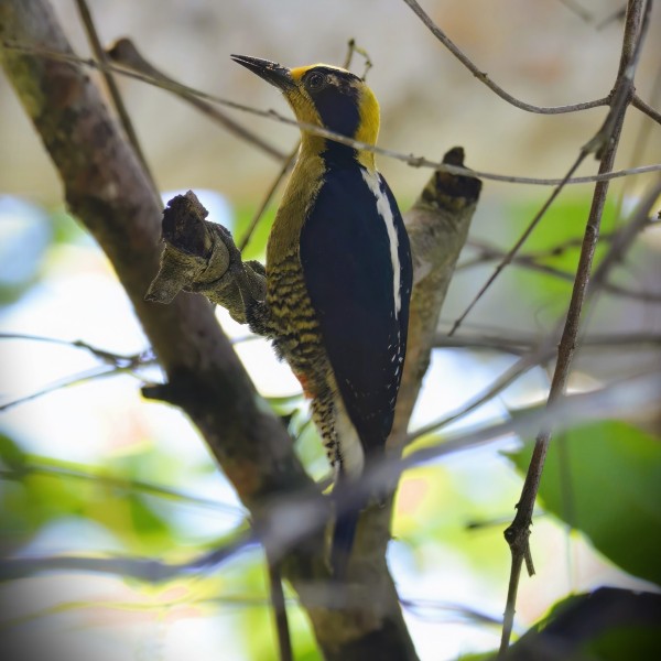 Melanerpes chrysauchen (female)