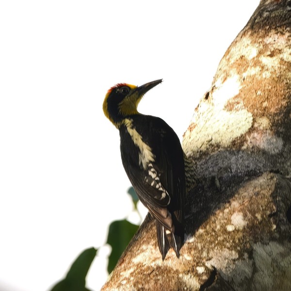 Melanerpes chrysauchen  (male)