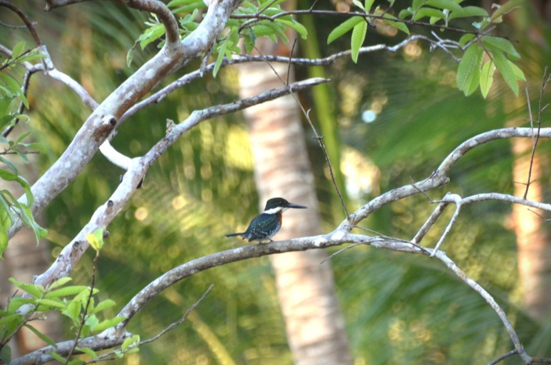 Chloroceryle americana septentrionalis