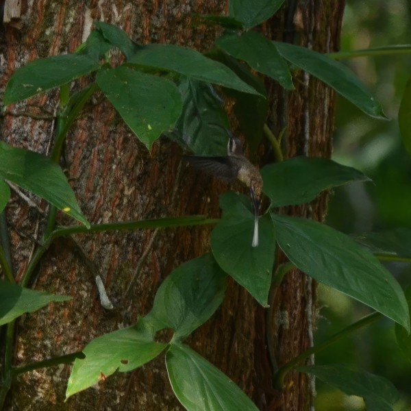 Phaethronis longirostris cephalus