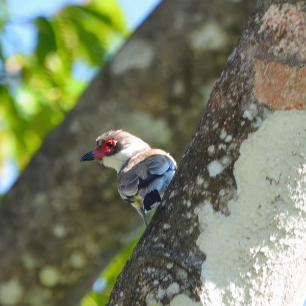 Tityra semifasciata