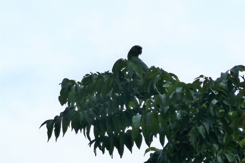 Amazona guatemalae virenticeps