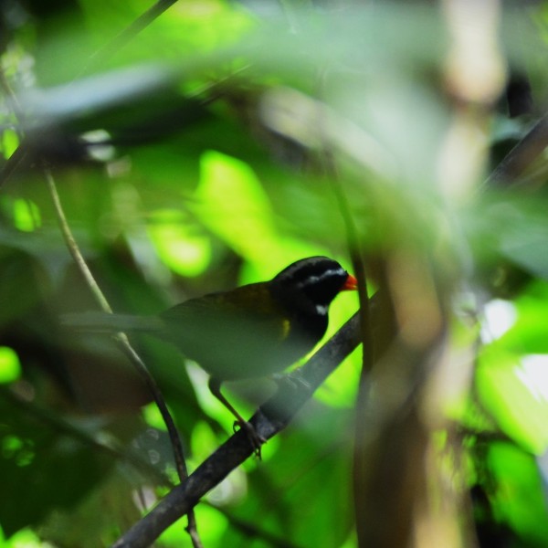 Arremon aurantiirostris