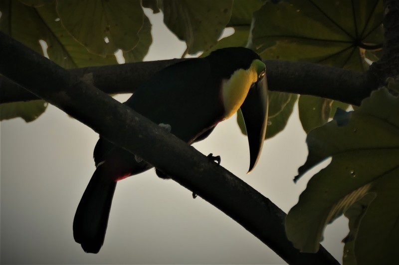 Ramphastos ambiguus