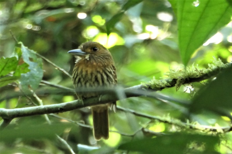Malacoptila panamensis