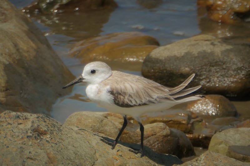 Calidris alba