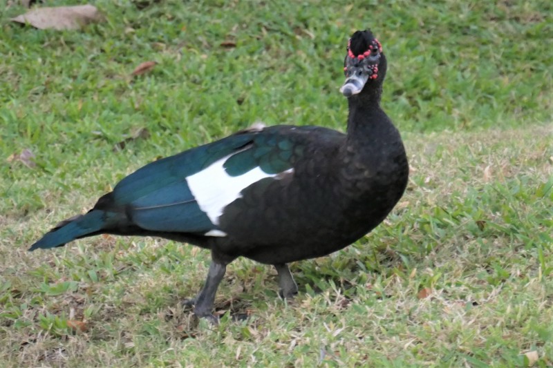 Cairina moschata sylvestris