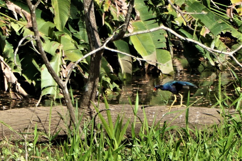 Porphyrio martinicus