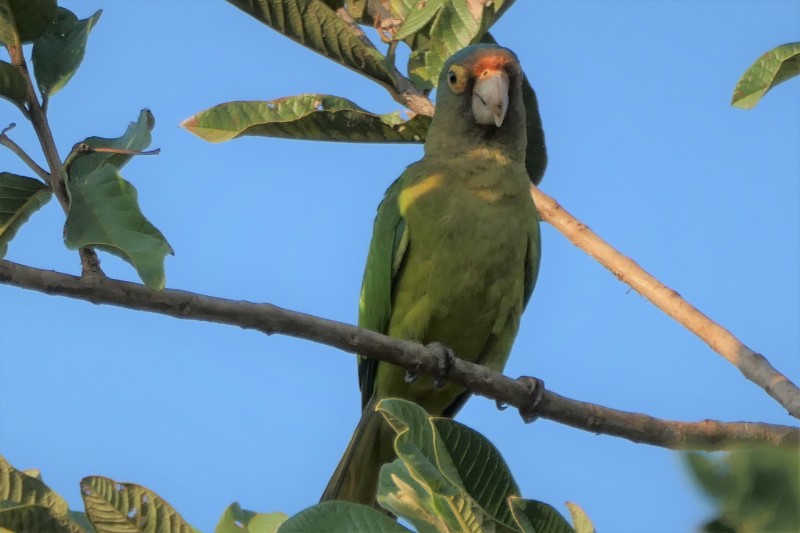 Eupsittula canicularis