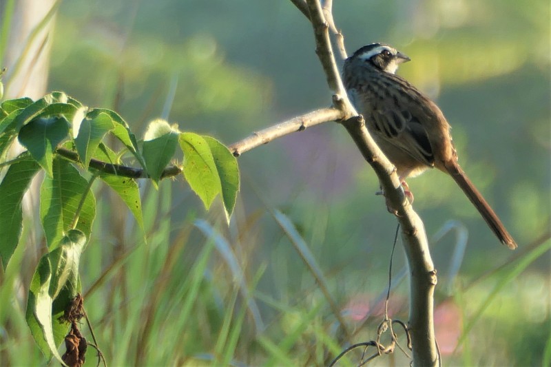Peucaea ruficauda