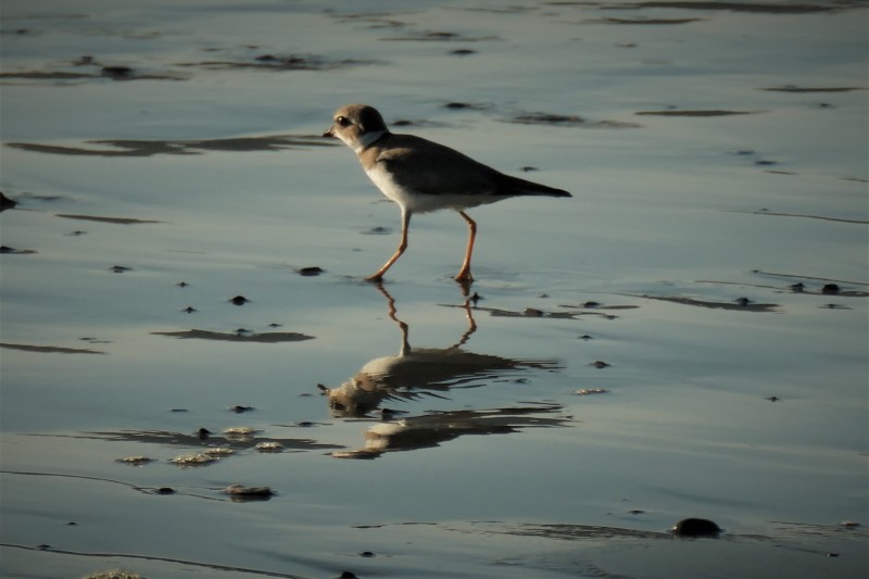Charadrius semipalmatus