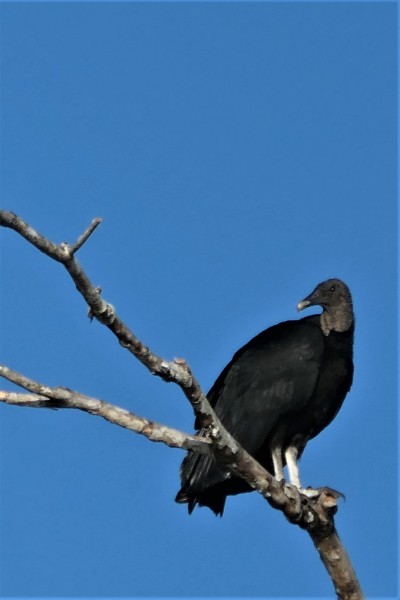 Coragyps atratus