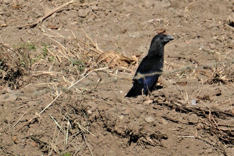 Crotophaga sulcirostris