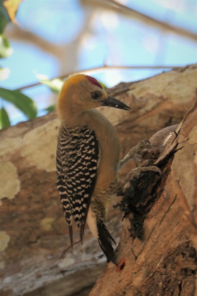 Melanerpes hoffmannii