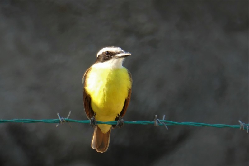 Pitangus suphuratus