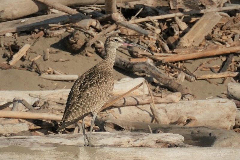 Numenius americanus