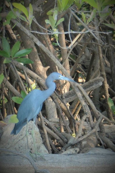 Egretta caerulea