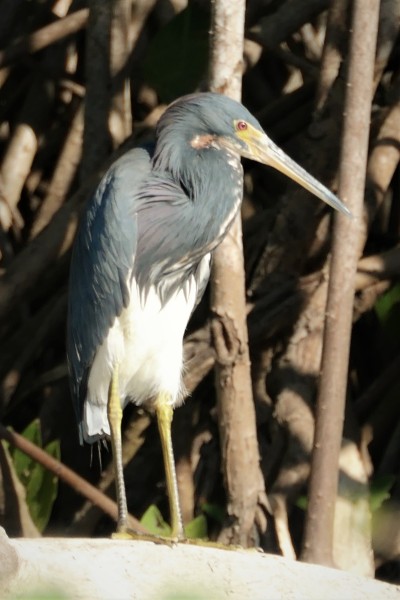Egretta tricolor