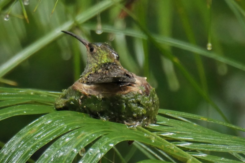 Amazilia tzacatl (female)